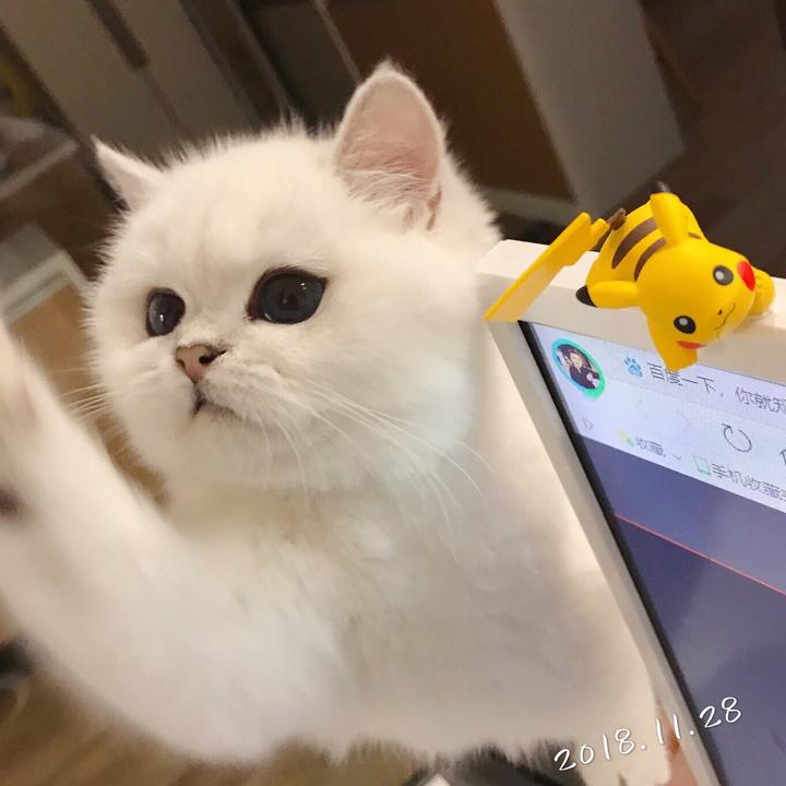 18晚22点 (合作私信) 刘涛同学和晚晚(照片全在微博) 晚晚是英短mm