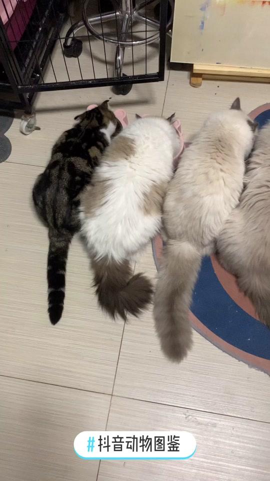 咱家的猫都是亲人 #抖音动物图鉴 #布偶猫 #狸花猫 #咱家的猫都是亲人