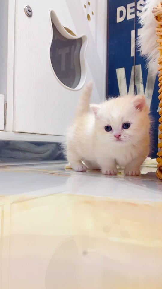 软软糯糯的#小奶猫 有没有戳中你的心呀,真的太好rua了#萌宠出道计划