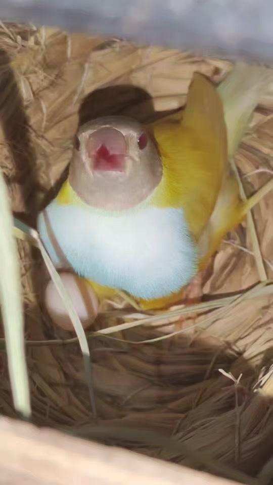 0w3视频详情#萌宠日常记录#宠物鸟 白化七彩文鸟.