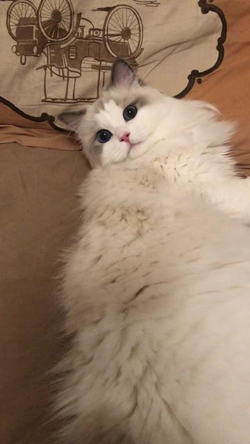 吴kiwi是一只布偶 - 铲屎的你想干嘛!