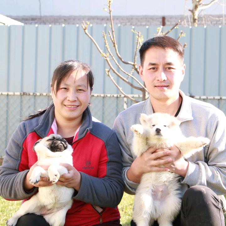 养犬兄妹 Jomoo Kennel 抖音 优传数据 养犬兄妹 Jomoo Kennel 抖音 优传数据