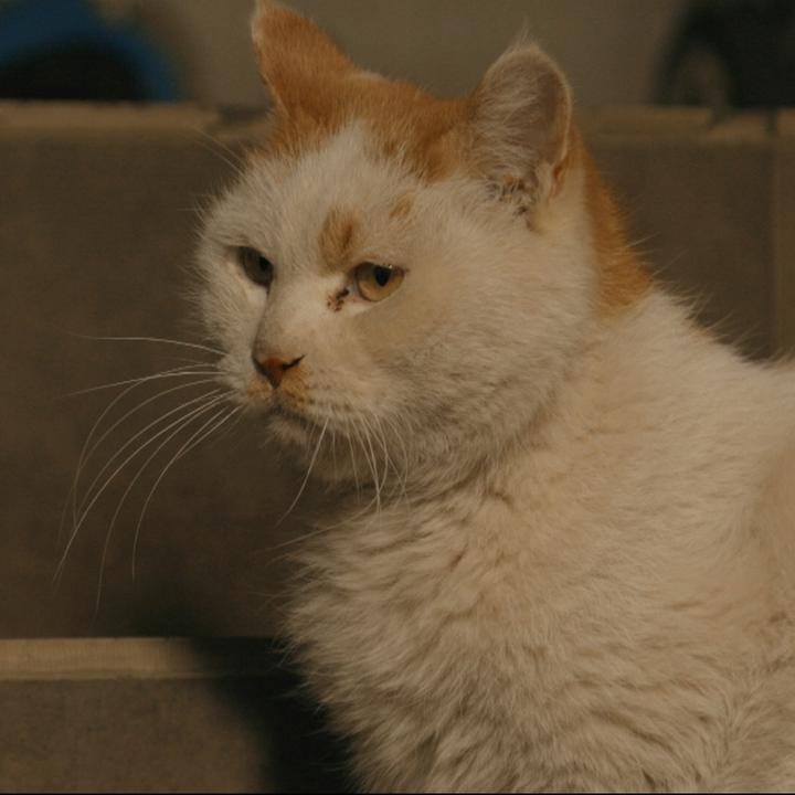 蠢喵二人组创作的原声      蠢喵二人组 时长 59秒   人使用