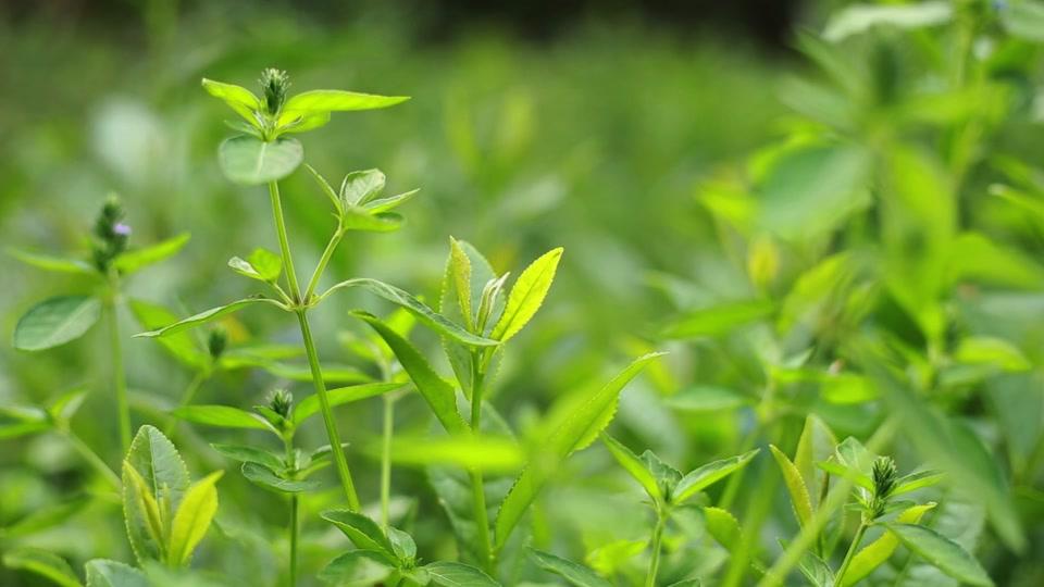 香瓜子,真好吃_香瓜子,真好吃个人资料_香瓜子,真好吃直播间_18183kol