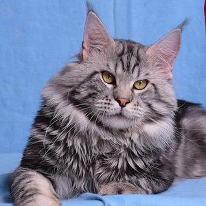 大龙～缅因猫头像