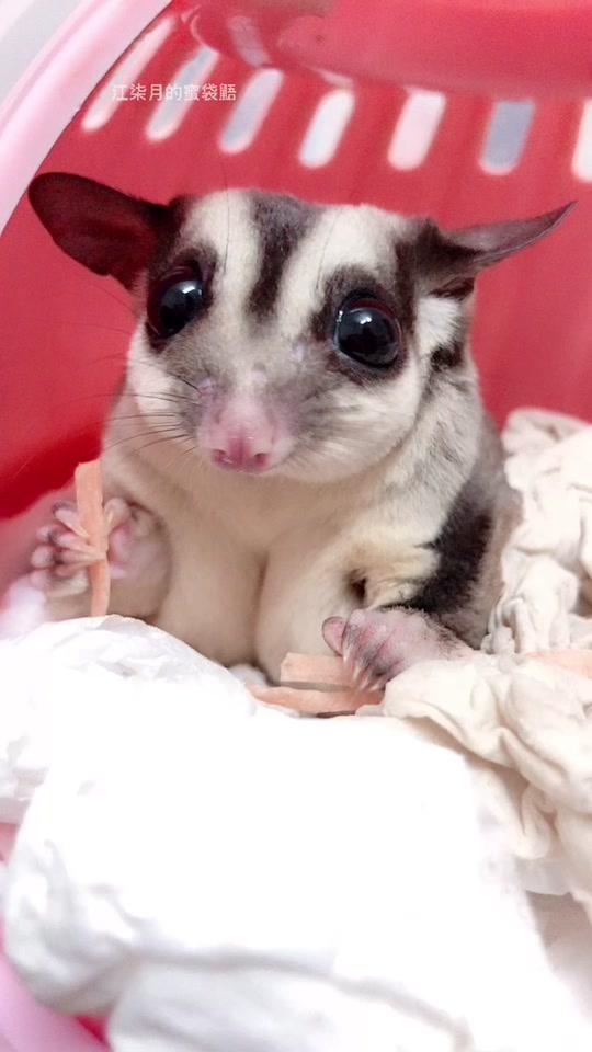 江柒月的蜜袋鼯