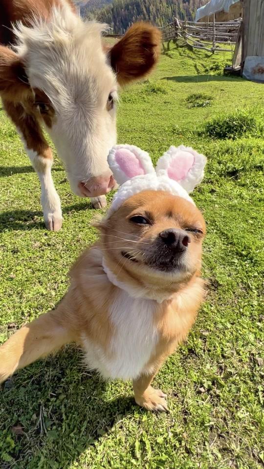 柯铭 见羊追羊,见牛追牛,马,骆驼,都逃不过…还是哈尼好,带大家一起