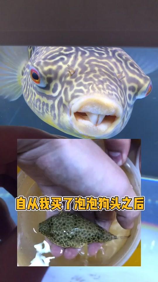 0w116视频详情梦幻品种泡泡狗头入缸记,五位数的神豚,国内存量个位数