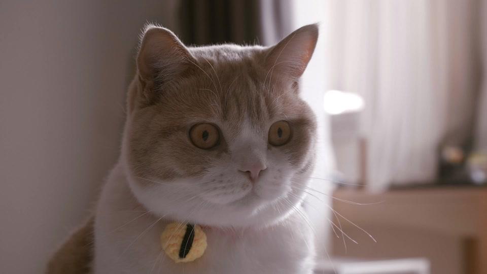 奶糕成精档案社