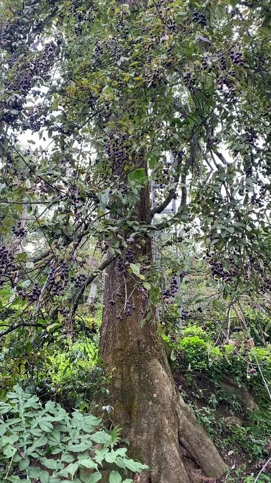 100多岁的胭脂果树你们见过没有#胭脂果 #山李子 @dou 小助手 #新农村