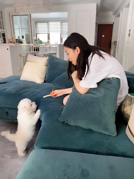 剃毛前后的大壮,别说你们觉得换了一只狗,我当时也没有认出来@抖音小