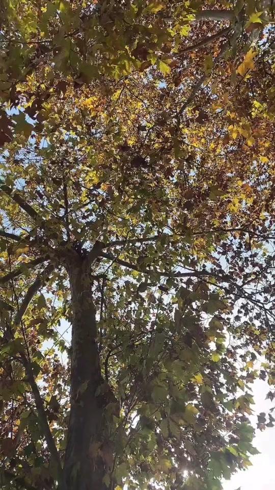 小段儿_小段儿个人资料_小段儿直播间_18183kol_18183网红站