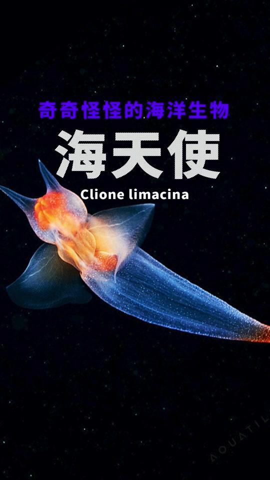 海珍集_海珍集个人资料_海珍集直播间_18183kol_18183网红站