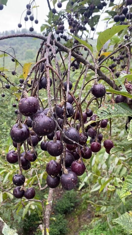 胭脂花果实图片