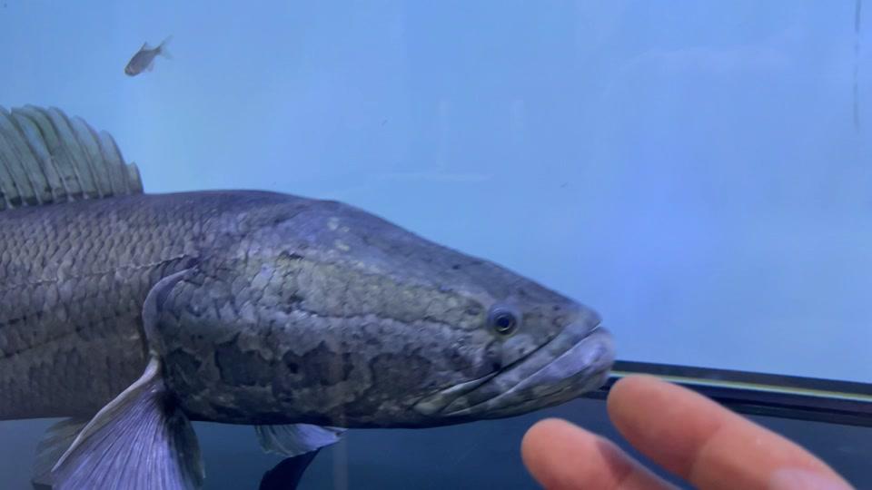 好奇发_好奇发个人资料_好奇发直播间_18183kol_18183网红站