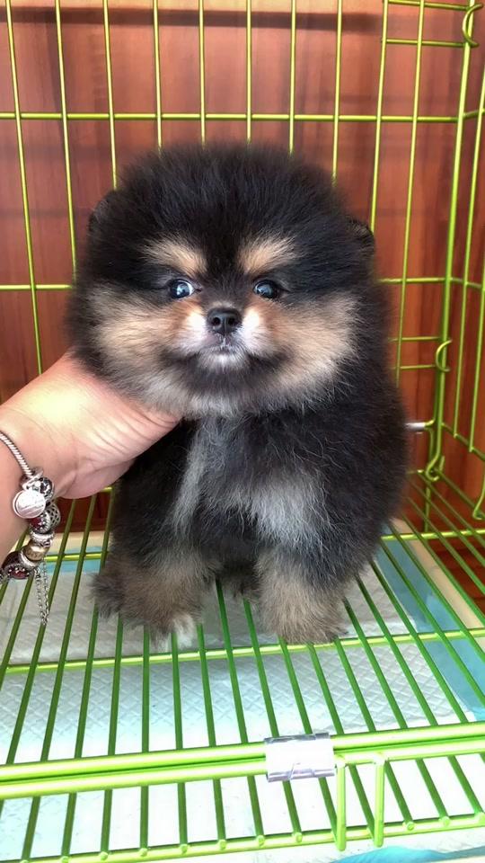 顶级包金博美mm视频时长:11秒2022/08/05 12:08:060.0w0.