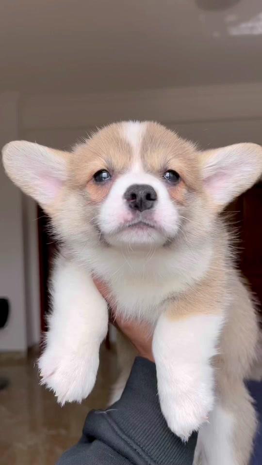 阿呆柯基犬舍_阿呆柯基犬舍个人资料_阿呆柯基犬舍直播间_18183kol