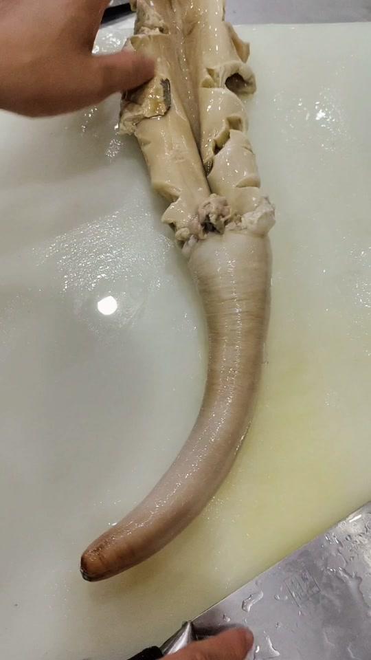 0w19视频详情海鲜象拔蚌肉刺身生吃,清甜爽口!视