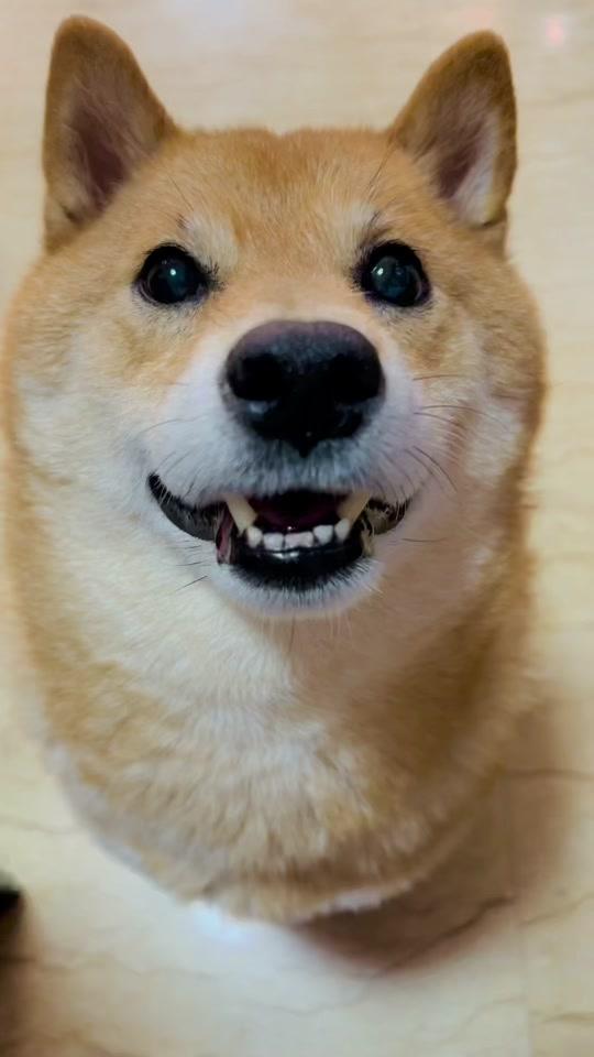 07:30视频时长:11秒此刻月半面带笑容,内心应该慌的一逼07#微笑柴犬