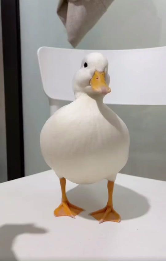 小鸭子 鸭鸭这么可爱,你怎么舍得吃它呢99～#如果不乖把你头打歪