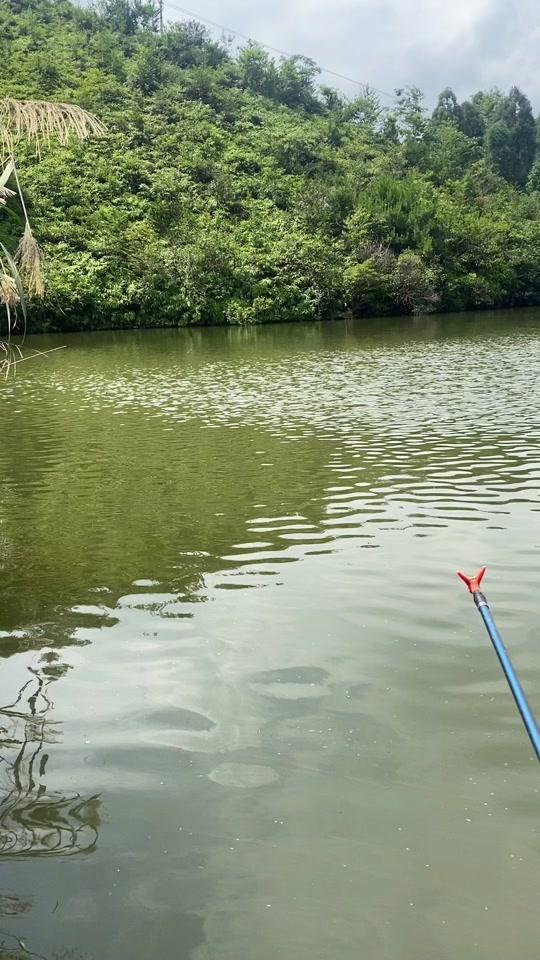 小杨钓鱼直播