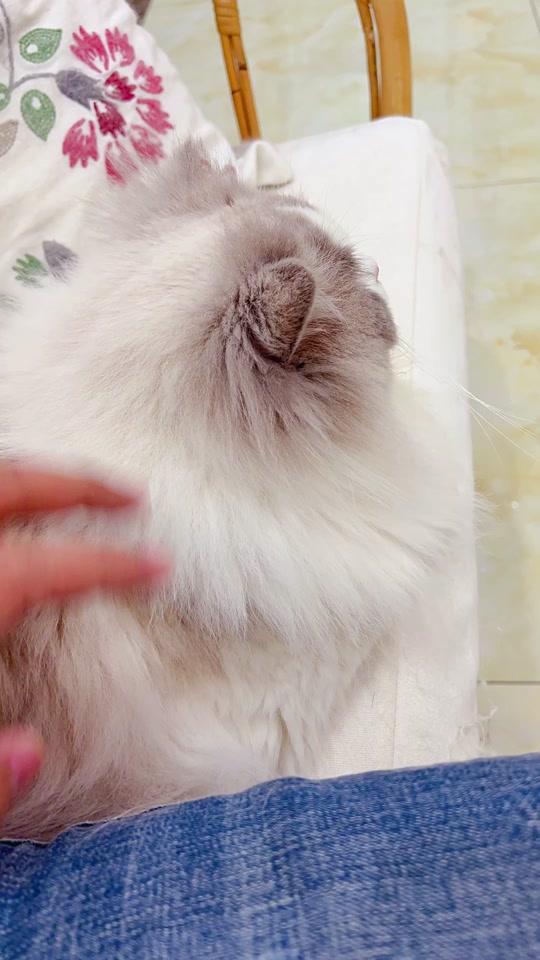 鱼眼镜头摇摆舞 蓝眼吞金兽向你打招呼@抖音小助手视频时长:5秒2022