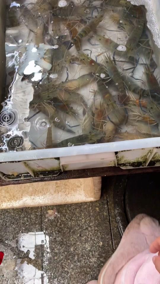 客家土鸡妹_客家土鸡妹个人资料_客家土鸡妹直播间_18183kol_18183网