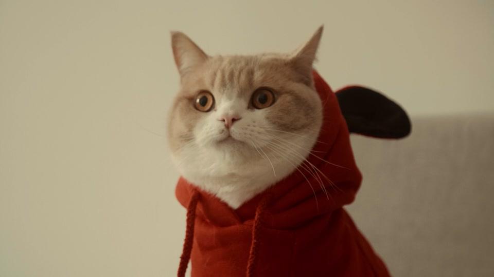 奶糕成精档案社