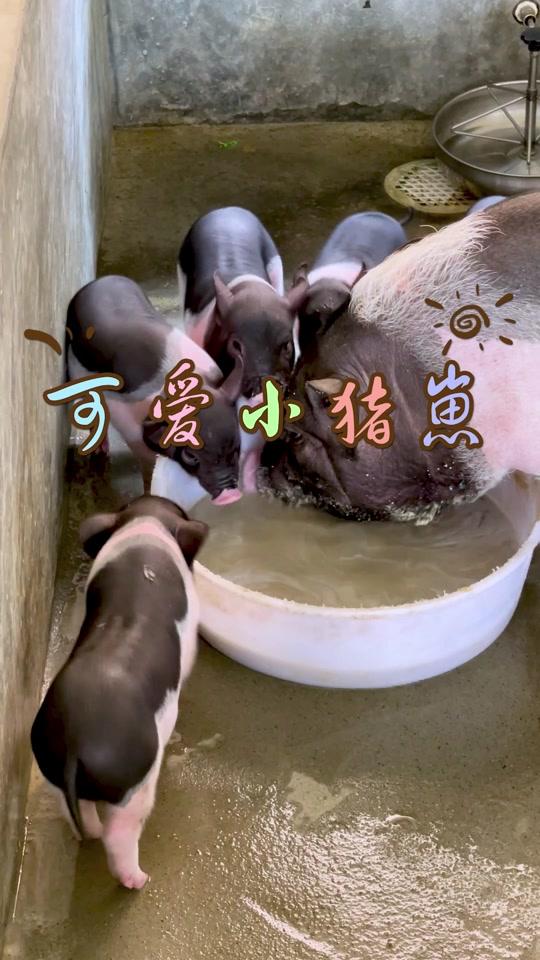 陆川猪_陆川猪个人资料_陆川猪直播间_18183kol_18183网红站