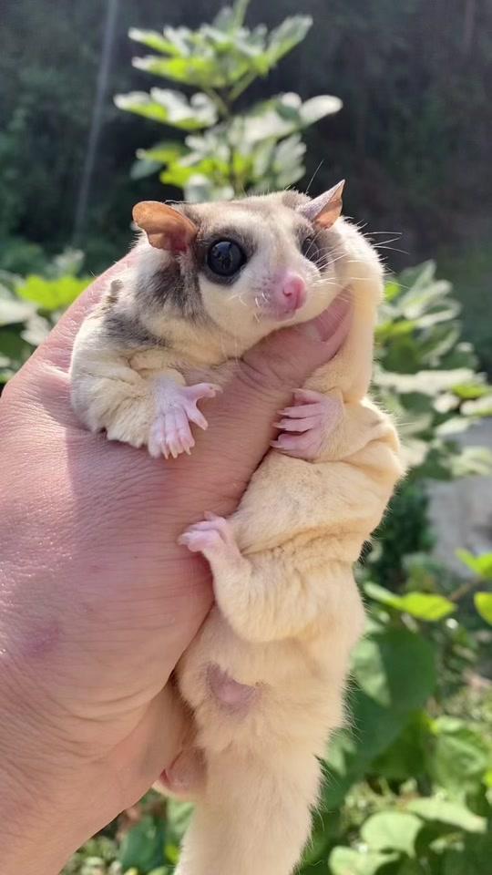 0w1视频详情退后 小心呼你大嘴巴子#蜜袋鼯视频时长:11秒2022/11/14