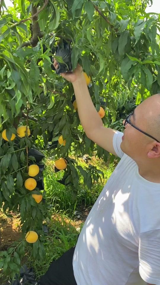 庆哥鲜果_庆哥鲜果个人资料_庆哥鲜果直播间_18183kol_18183网红站