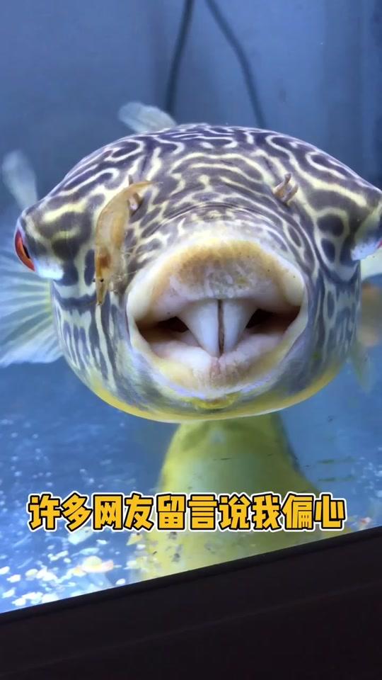 看看腿最短的河豚9797胖哥已经被这些虾欺负出了新高度视频时长