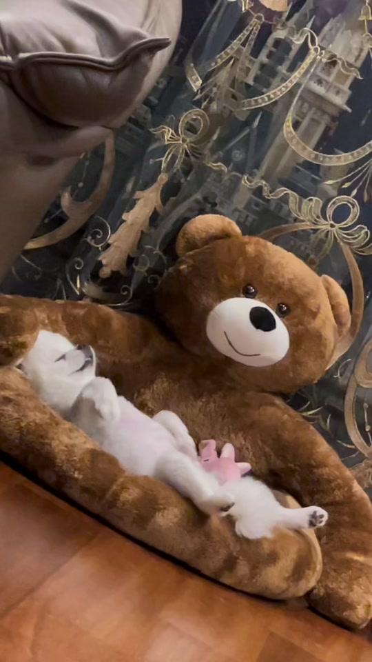 小虎91tiger_小虎91tiger个人资料_小虎91tiger直播间_18183kol