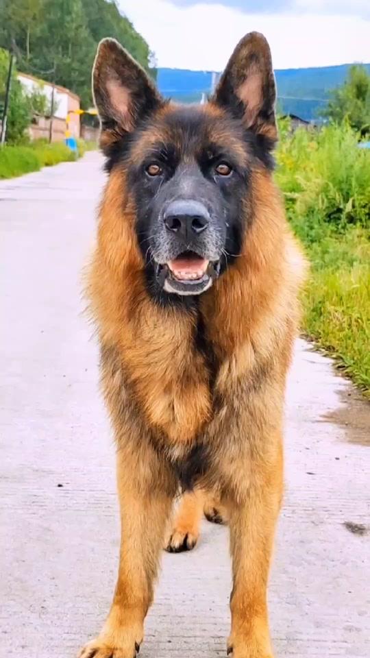 1w2022/08/12 18:08:23视频时长:8秒记录狼牙公主的每一天#狼牙 #萌宠