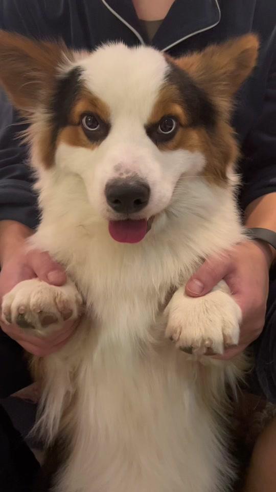 短腿欧巴timi_短腿欧巴timi个人资料_短腿欧巴timi直播间_18183kol