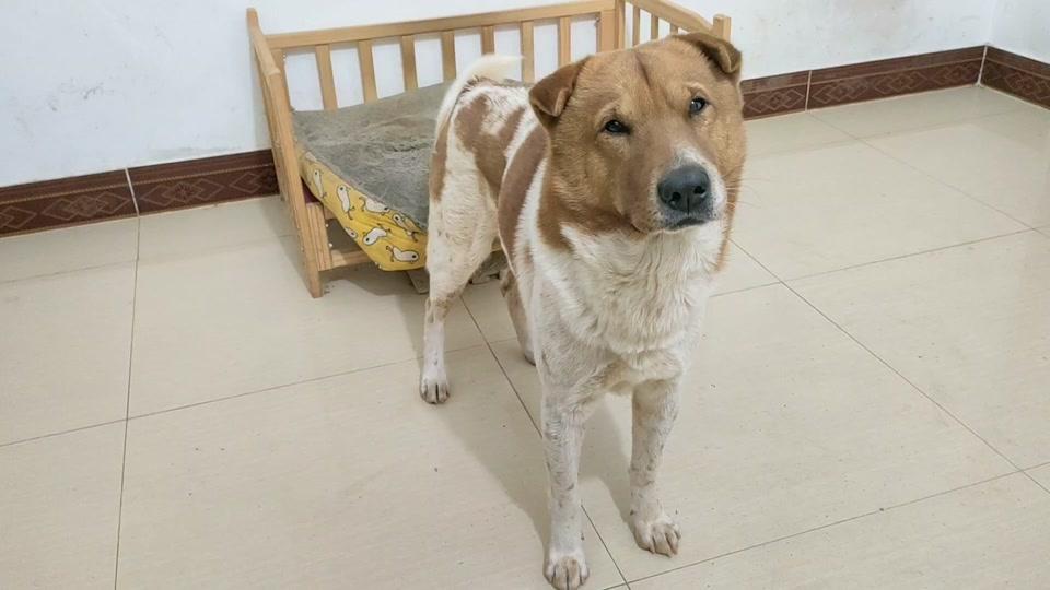 灵犬小黄_灵犬小黄个人资料_灵犬小黄直播间_18183kol_18183网红站