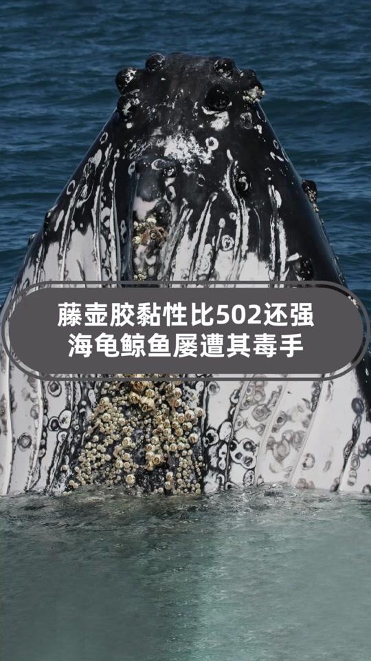 科学怪博士_科学怪博士个人资料_科学怪博士直播间_1