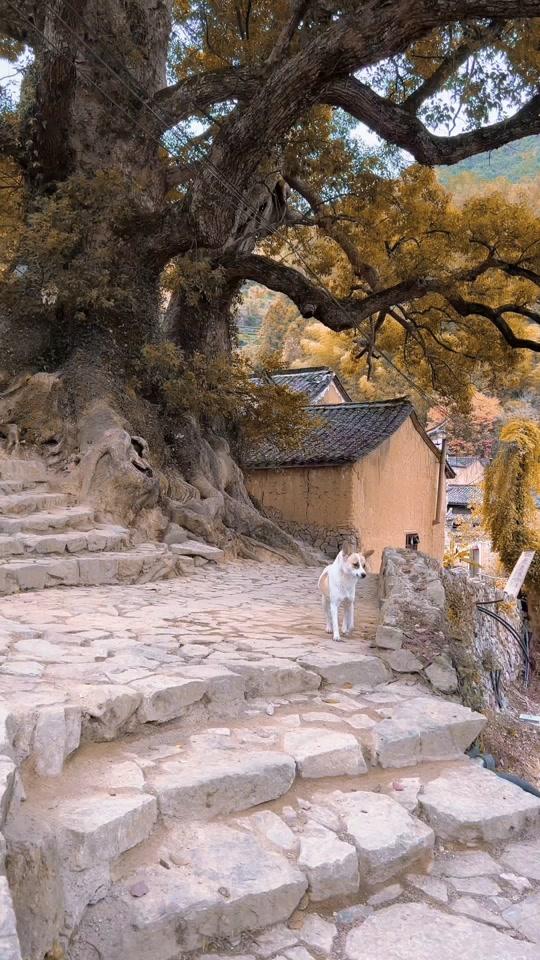 山中杂记_山中杂记个人资料_山中杂记直播间_18183kol_18183网红站