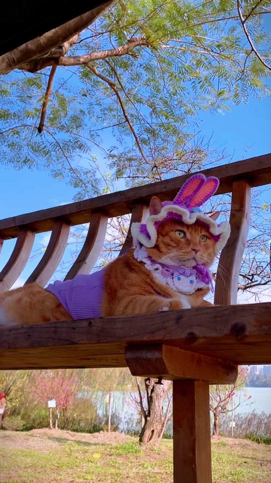 06#谁能拒绝傻憨憨的小猫咪 #偷拍睡觉的猫 #天冷床上长猫了视频