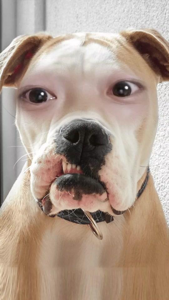 龙凤胎一菲一凡