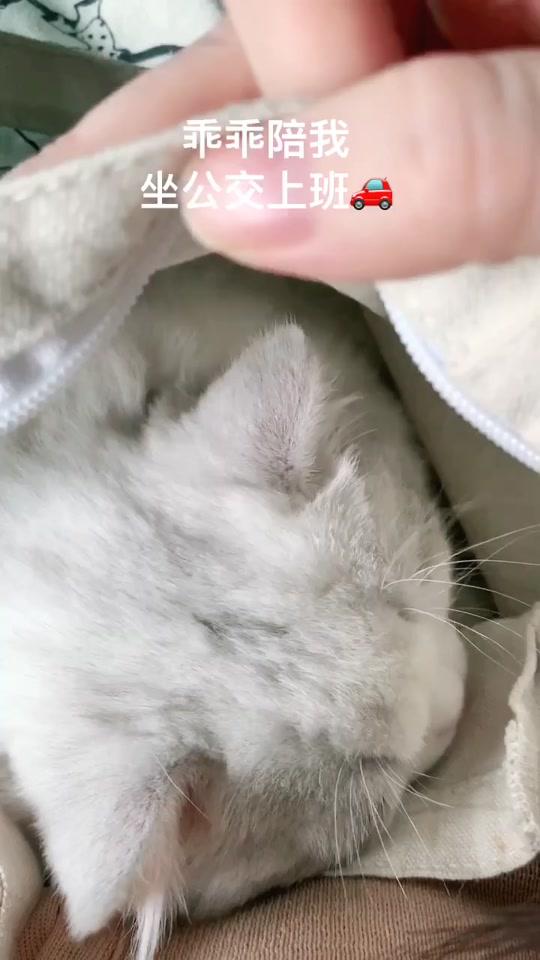 没脾气的尼莫