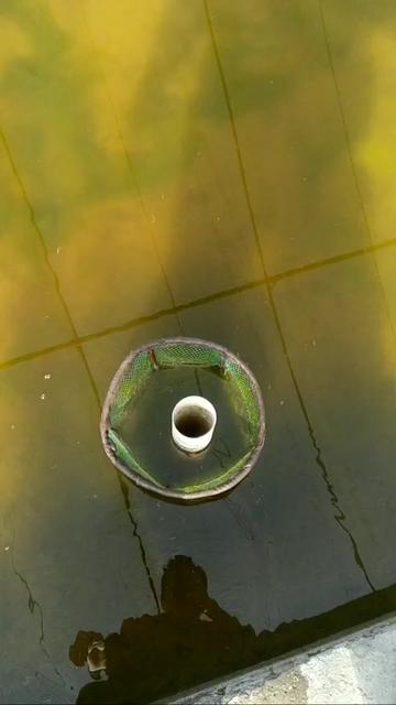 日常基本操作,给鱼池换水#金鱼 #2020全都要稳